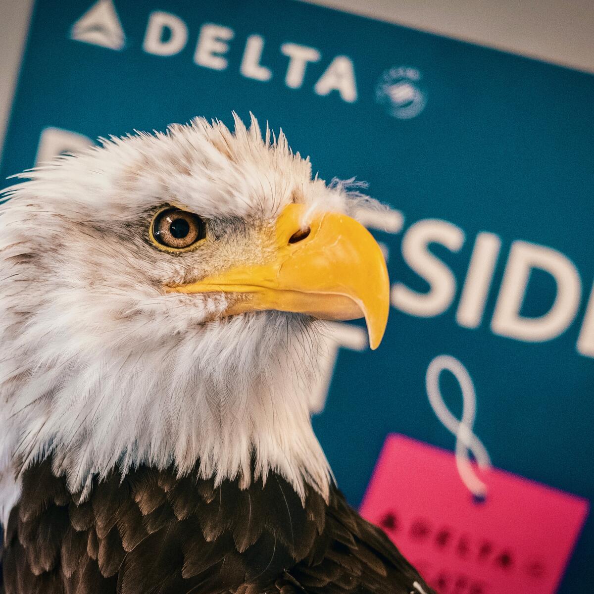 Close-up of a bald eagle with a Delta-branded sign blurred in the background.