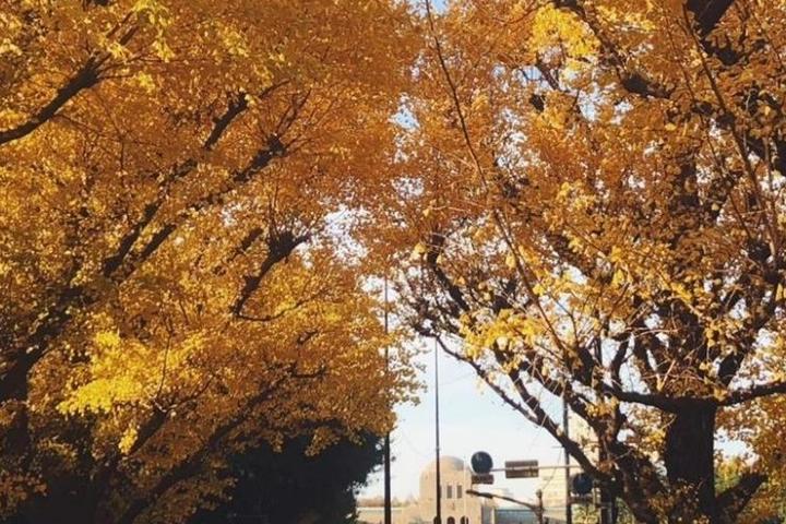 Leaves on the trees in Tokyo turn yellow and red in autumn, and you can enjoy visiting beautiful gardens and parks in the center of the city.