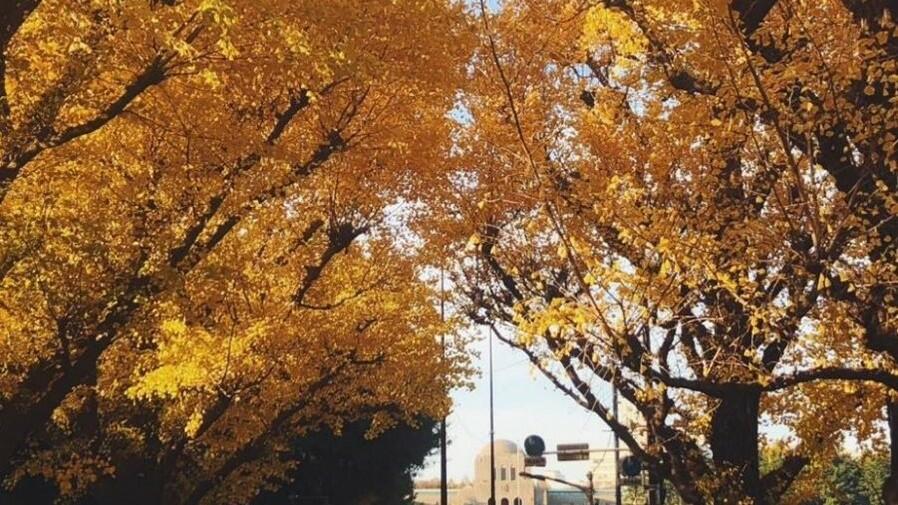 Leaves on the trees in Tokyo turn yellow and red in autumn, and you can enjoy visiting beautiful gardens and parks in the center of the city.